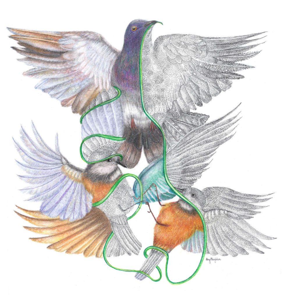 Colour drawing of birds linked by thread
