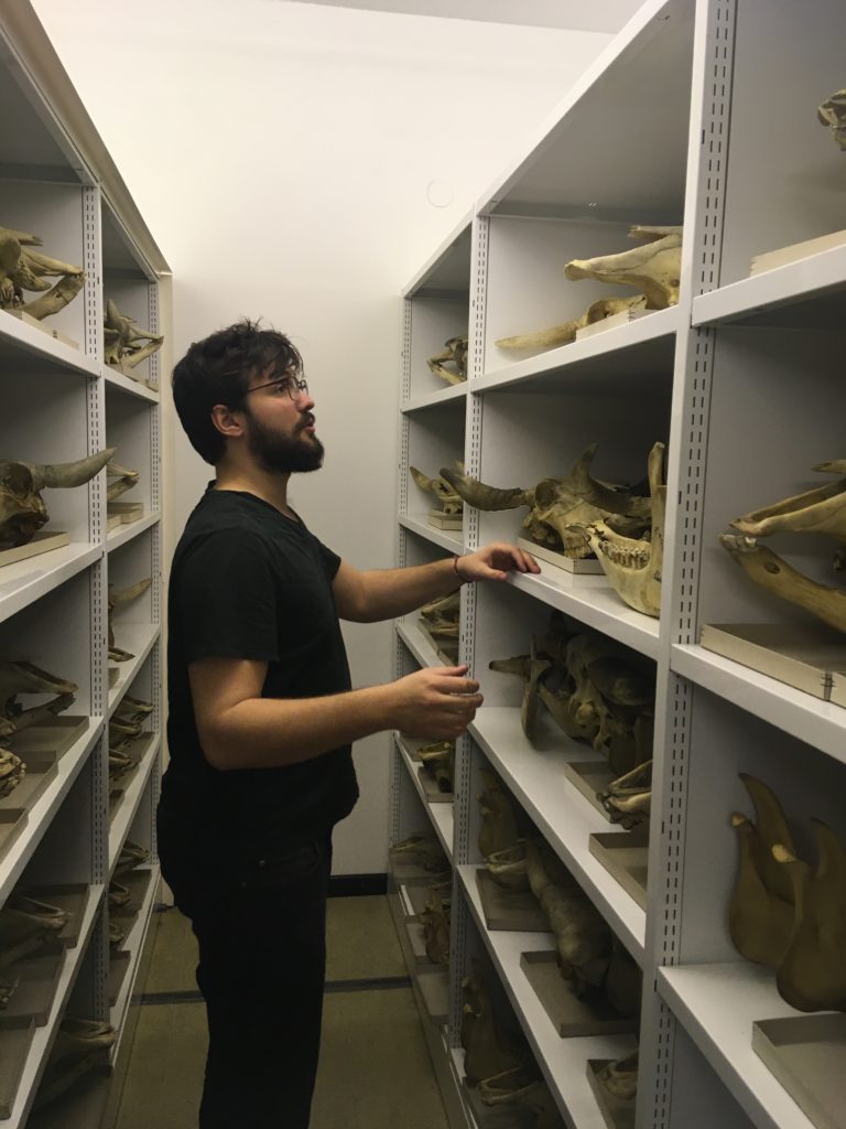 Felix Sadebeck looking at a collection of animal skulls