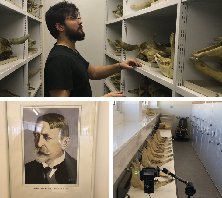 Felix Sadebeck looking at animal skulls