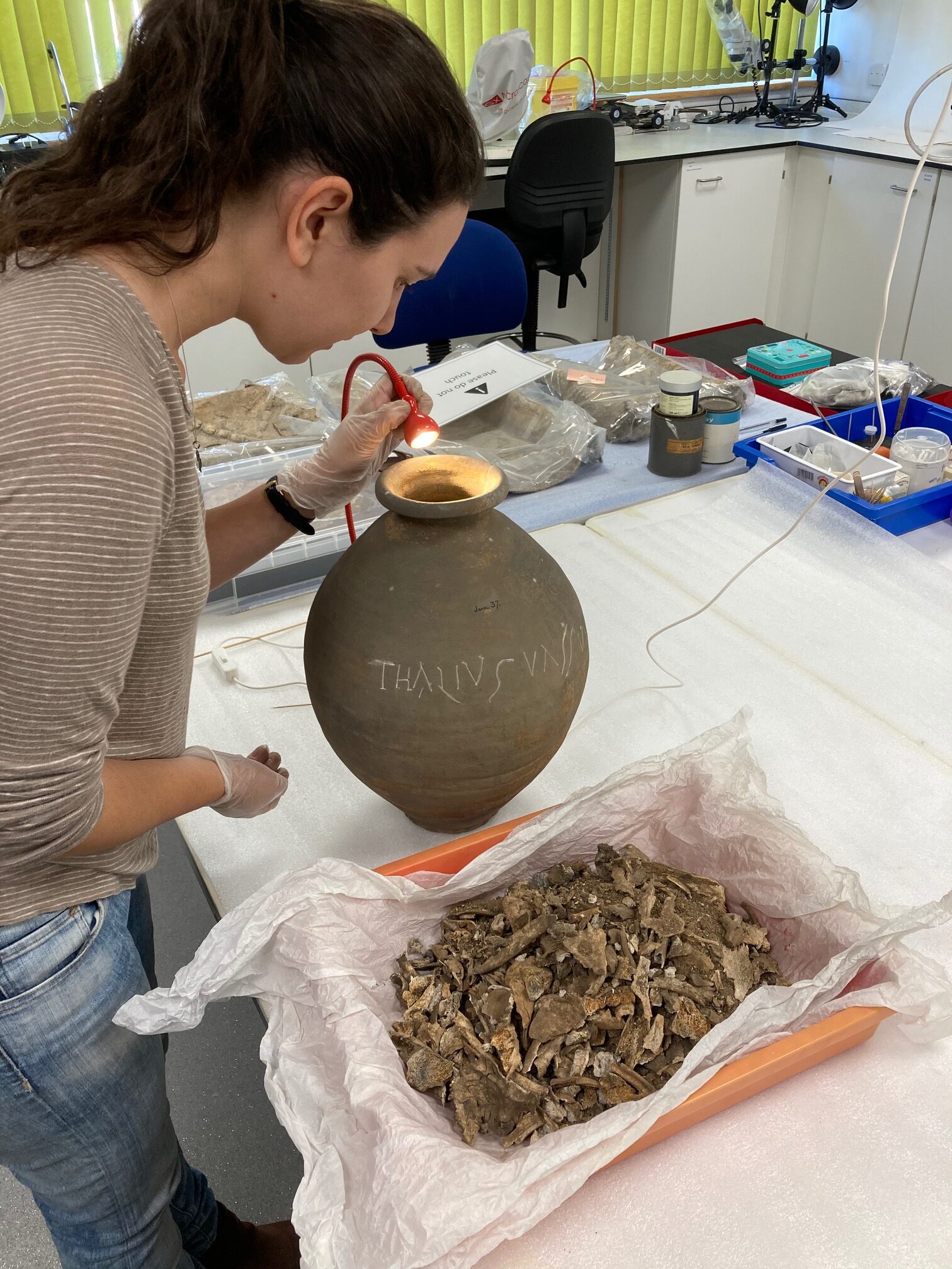 Colchester museums: Decoding the Dead. Researcher analysing remains